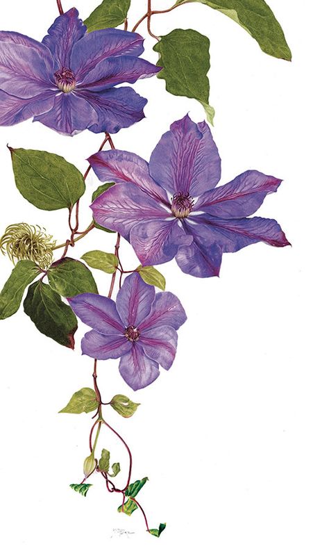 Clematis Flower, Rock Flowers, Seed Pod, Modern Art Paintings Abstract, Watercolor Flower Art, Butterfly Drawing, 수채화 그림, Botanical Painting, Botanical Watercolor