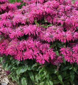 Native North American Beauties Driveway Flowers, Anise Hyssop, Deer Resistant Flowers, Proven Winners Perennials, Meant To Bee, Deer Resistant Perennials, Deer Resistant Plants, Southern Garden, Perennial Border