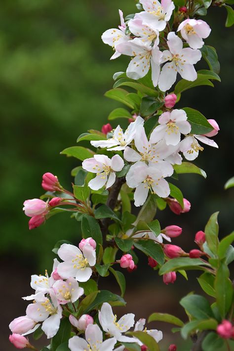 Sparkling Sprite Flowering Crabapple (Malus 'JFS-KW207') at Gertens Sparkling Sprite Crabapple, Flowering Crabapple, Crabapple Tree, Crab Apple, Garden Accents, Plant List, Deciduous Trees, Landscaping Plants, Flower Bud