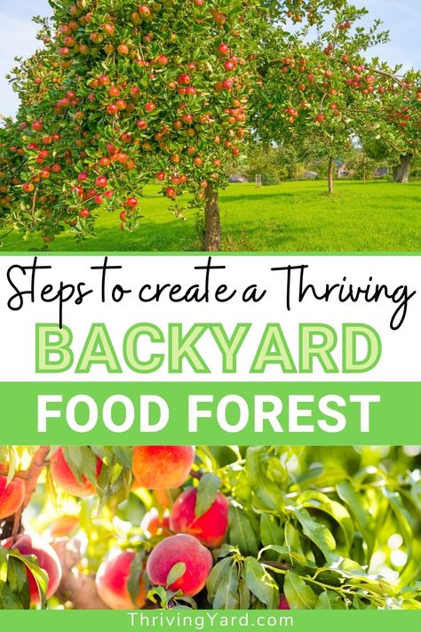 Forest Food Garden, Creating A Food Forest, Backyard Edible Garden Design, Zone 9 Food Forest, Backyard Forest Garden, Fruit Forest Garden, Central Florida Food Forest, Food Forest Garden Permaculture Design, Garden Forest Design