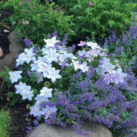 Clematis ‘Chantilly’ over Nepeta ‘Walker’s Low’. Walkers Low Catmint Garden Design, Nepeta Walkers Low Combination, Calamintha Nepeta, Calamintha Nepeta Blue Cloud, Nepeta Companion Plants, Cats Pajamas Nepeta, Backyard Flowers Garden, Garden Companion Planting, Garden Flower Beds