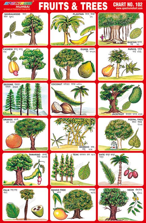 Trees Name In English, Kids Learning Charts, Aesthetic Fruits, Fruits Aesthetic, Plants Names, Preschool Charts, Tree Seat, Trees For Kids, Fruit Aesthetic