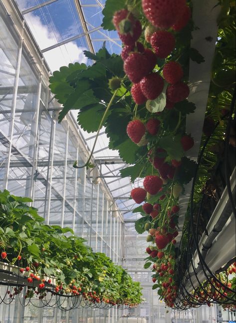 malling centenary strawberries grown in industrial greenhouses #strawberries #greenhouse #nature #plants #indoorgardening Strawberry Greenhouse, Greenhouse Strawberries, Industrial Greenhouse, Strawberry Seedlings, Greenhouse Cafe, Family Compound, Large Greenhouse, Strawberry Garden, Home Greenhouse