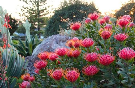 Drought Tolerant Shrubs, Australian Garden Design, Australian Native Garden, Drought Tolerant Garden, Drought Tolerant Landscape, Australian Native Flowers, Mediterranean Landscaping, Australian Plants, California Garden