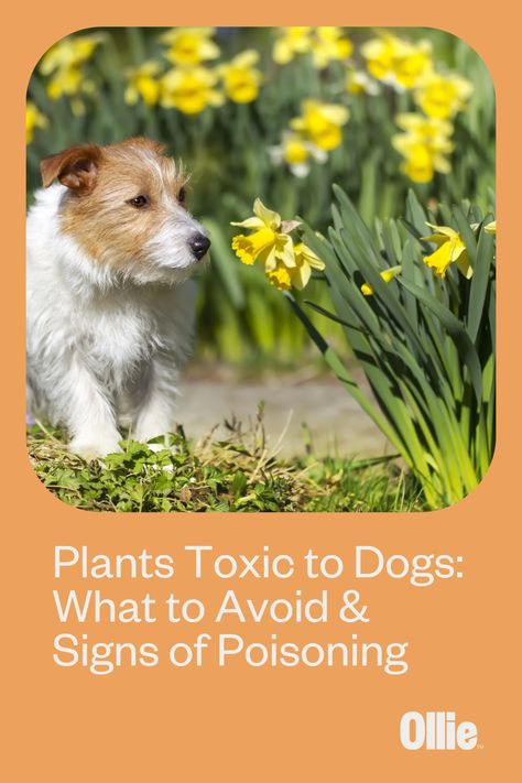 Many indoor and outdoor plants are toxic to dogs. Fortunately, plant-related emergencies are completely preventable. We explain how to protect your pup from dangerous greenery. Spider Repelling Plants, Non Toxic Outdoor Plants For Dogs, Non Toxic Plants For Dogs, Plants That Are Poisonous To Dogs, Plants For Dogs, Toxirn Dog, Plants Toxic To Dogs, Plant Identification App, Toxic To Dogs