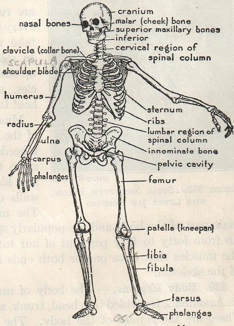 Biology Drawing, Human Skeleton Anatomy, Medical Drawings, Anatomy Bones, Skeleton Anatomy, Flat File, Medical School Life, Nursing School Motivation, Basic Anatomy And Physiology