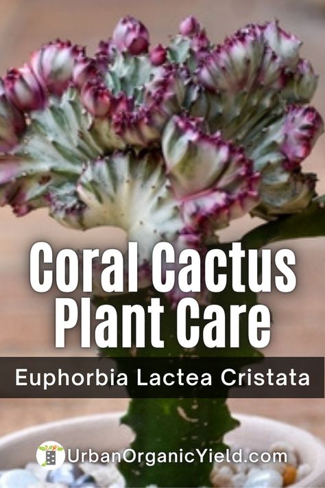 Euphorbia Lactea Cristata, Euphorbia Plant, Euphorbia Lactea, Air Plant Garden, Coral Cactus, Pine Apple, How To Water Succulents, Sea Plants, Propagating Succulents