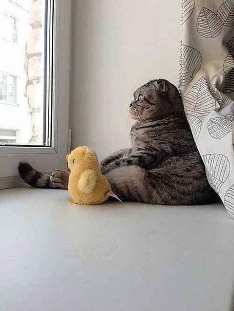 The Existential Cat with His Existential Duck Cute Kittens, On The Floor, Crazy Cat Lady, 귀여운 동물, Bones Funny, Crazy Cats, The Window, The Floor, Cat Pics