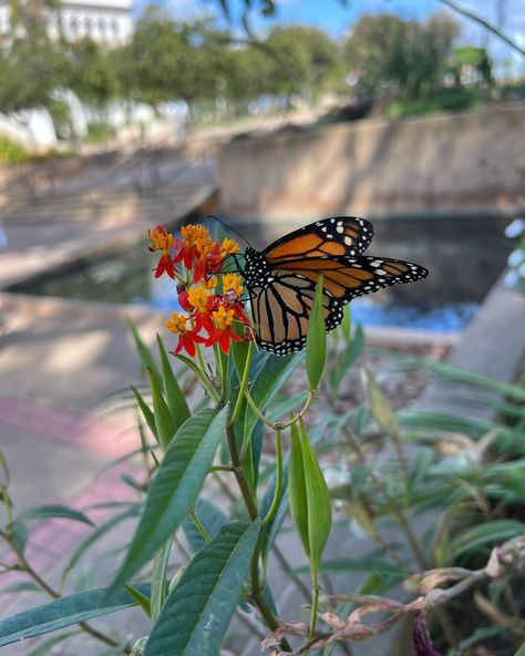 Flowers on Friday is here, and today’s star is the beautiful **milkweed**—a monarch butterfly’s favorite hangout! 🦋🌸 Here are 5 fun facts to brighten your feed: 1️⃣ Milkweed is *THE* go-to plant for monarch butterflies—they lay their eggs exclusively on it! 2️⃣ This plant isn’t just for butterflies—milkweed has been used by humans for its silky fibers to make everything from pillows to life jackets. 3️⃣ Despite its pretty looks, milkweed contains a natural defense—it’s slightly toxic to ke... Pretty Looks, Life Jackets, Monarch Butterflies, Life Jacket, Monarch Butterfly, Textile Design, How To Look Pretty, Defense, Fun Facts