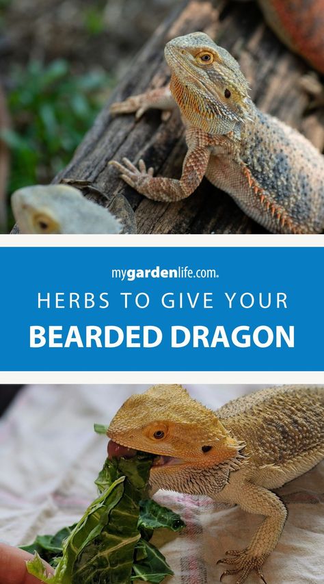 Diy Reptile Hide Bearded Dragon, Bearded Dragon Enrichment, Bearded Dragon Enclosure Ideas, Bearded Dragon Food List, Diy Bearded Dragon Enclosure, Herb Ideas, Bearded Dragon Vivarium, Bearded Dragon Terrarium Ideas, List Of Herbs