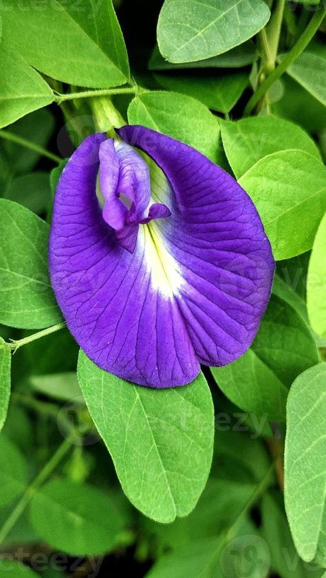 Purple butterfly pea flower Clitoria ternatea is good for health herbal tea, a tropical plant with beautiful petals and green leaves Clitoria Ternatea Flower, Onam 2024, Violet Colour, Orchid Images, Protea Flower, Herbal Plants, Butterfly Pea Flower, Butterfly Pea, Cymbidium Orchids