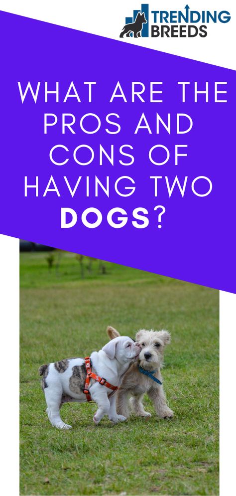 If you’ve been thinking about how many dogs you want to have, you have some important decisions to make.

If you want more than one dog, should you get them together or should you allow some time in between them? Is having two dogs the right decision for you?

What are the pros and cons of having two dogs? Reasons To Get A Dog, Two Dogs Together, Socializing Dogs, What Kind Of Dog, Multiple Dogs, Domestic Animals, Right Decision, What Dogs, Dog Facts