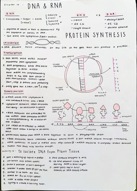 aesthetic notes | Biology notes, Nursing school notes, Study biology Aesthetic Biology Notes, Aesthetic Biology, Studying Biology, Notes Biology, Biochemistry Notes, Notes Nursing, Bio Notes, Learn Biology, Nurse Study