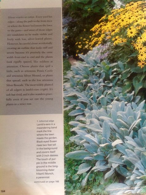 Lambs Ear Border, Lamb's Ear, California House, Lambs Ear, Black Eyed Susan, Black Eyed, California Homes, Landscaping Ideas, Eye Black