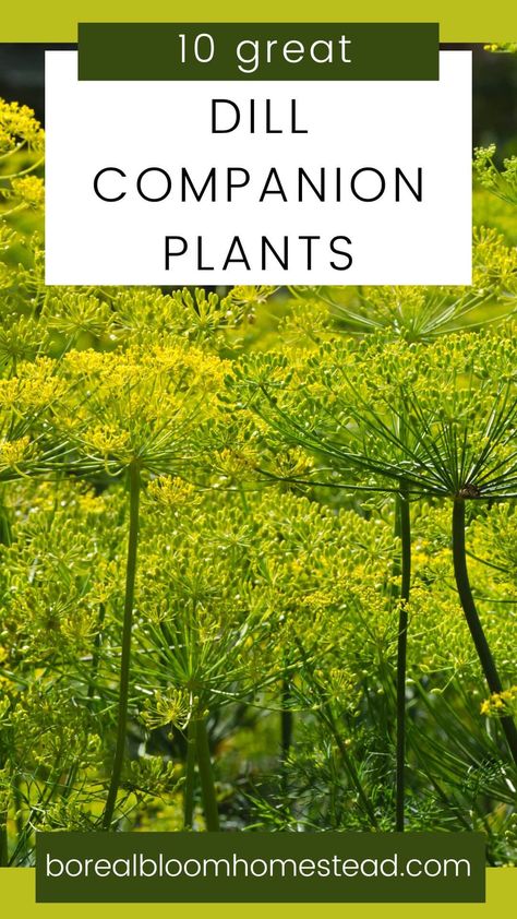 Dill Growing Tips, Dill Companion Plants, Dill Plant How To Grow, Dill Garden, Planting Dill, Herb Garden Tips, Growing Dill, Grow Dill, Dill Plant