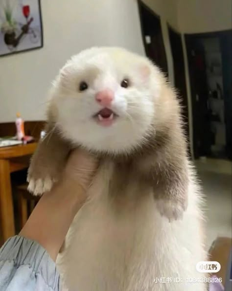 A Ferret, Ferret, Animals