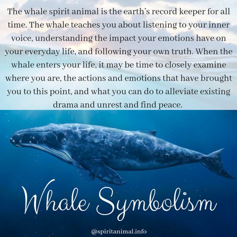 Whale Tattoo Meaning, Whale Symbolism Meaning, Whale Quotes, Dolphin Spirit Animal Meaning, Whale Spirit Animal Meaning, Whale Symbol, Shark Spiritual Meaning, Whale Meaning, Quotes About Whales