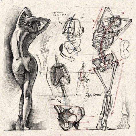 Rim Umyarov, Analytical Drawing, Human Skeleton Anatomy, Drawing Basics, Human Body Drawing, Human Figure Sketches, Gaming Anime, Human Anatomy Drawing, Body Sketches