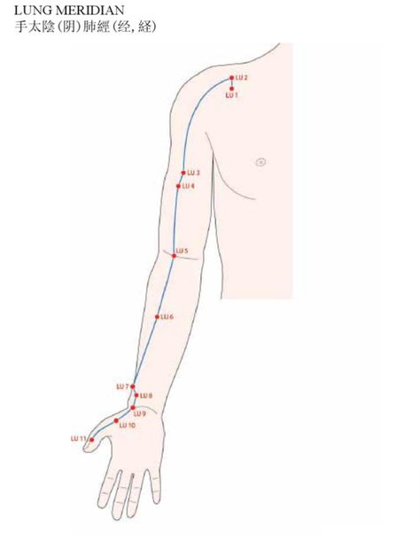 Lung Meridian, Meridian Acupuncture, Good Shepherd, Acupuncture Points, Large Intestine, Upper Arms, Acupuncture, Massage