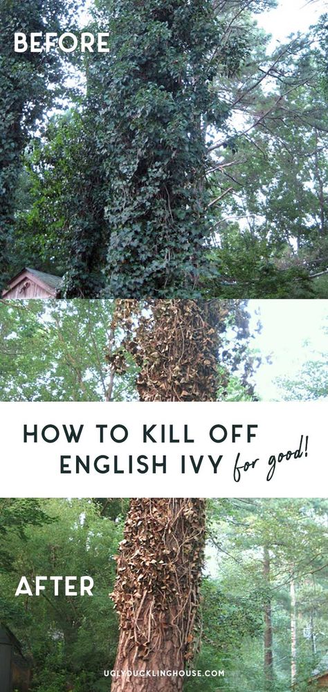 how to kill off aggressive and invasive english ivy on trees and overgrowth for good #gardening #landscaping #englishivy #invasivespecies Ivy Landscaping Ideas, Kill Ivy Vines, Get Rid Of Ivy In Yard, Ground Ivy Uses, How To Get Rid Of Ivy Ground Cover, English Ivy Removal, English Ivy Outdoor, How To Kill Poison Ivy In Yard, How To Remove Ivy Ground Cover