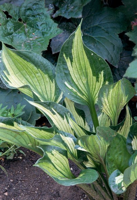 Hosta Care, Hosta Varieties, Light Purple Flowers, Shade Garden Plants, Hosta Gardens, Shade Gardens, Hosta Plants, Shade Flowers, Shade Perennials