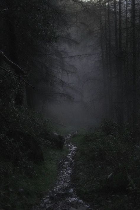 The Best Wallpapers, Best Wallpapers, Dark Forest, All Time, Aesthetic Wallpapers, Forest, Wallpapers