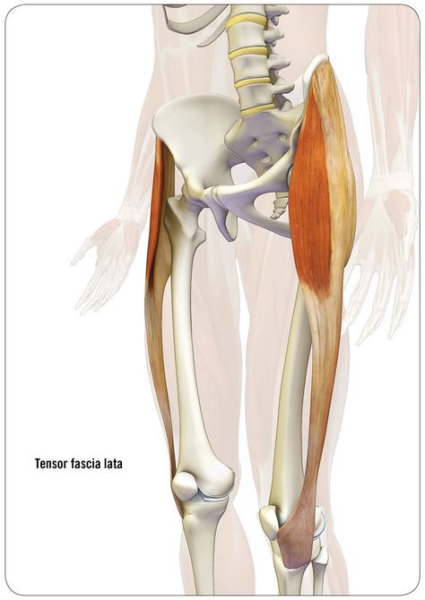 Yoga Anatomy: How to Engage Your Tensor Fascia Lata for a Stronger Parsvakonasana | YogaUOnline Fascia Lata, Leg Anatomy, Yoga Anatomy, Hip Muscles, Human Body Anatomy, Muscle Anatomy, Anatomy Study, Anatomy For Artists, Medical Anatomy