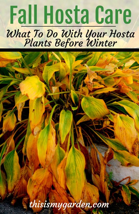 Winterizing Flower Beds, Hosta Winter Care, Dividing Hostas In The Fall, Hosta Care In Fall, What To Do With Hostas In The Fall, Where To Plant Hostas, How To Prepare Flower Beds For Planting, When To Split Hostas, How To Winterize Hydrangeas