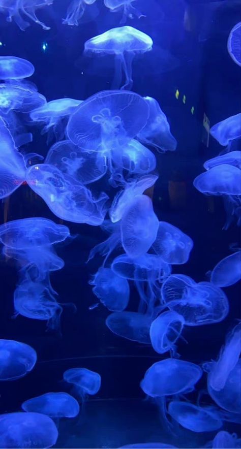 Aquarium Aesthetic Background, Cool Blue Background Aesthetic, Dark Blue Jellyfish Aesthetic, Bluecore Aesthetic Wallpaper, Jellyfish Blue Aesthetic, Jellyfish Aquarium Aesthetic, Aquarium Backgrounds Wallpapers, Aquarium Wallpaper Aesthetic, Dark Aquarium Aesthetic