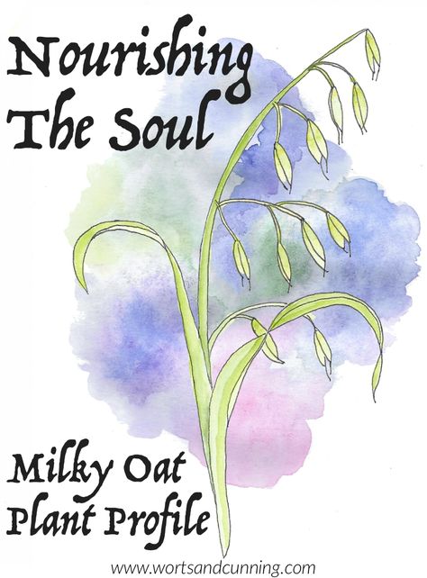 Nourishing the Soul: Milky Oat Plant Profile — Worts + Cunning Apothecary | Intersectional Herbalism + Magickal Arts Nervine Herbs, Oat Plant, Milky Oats, Herbal Plants, Increase Stamina, Life Transitions, Sensitive People, Tarot Readers, Birth Chart