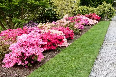 35 Best Landscaping Plants That Will Grow Perfectly Around Your Home Evergreen Foundation Plants, Best Landscaping Plants, Evergreen Foundation Planting, Foundation Plants, Lily Turf, Colorful Shrubs, Front Yard Landscape, Back Yards, Perennial Grasses