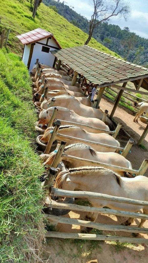 Norwegian Fjord Horse, Equine Stables, Horse Feeder, Horse Farm Ideas, Horse Paddock, Diy Horse Barn, Horse Barn Ideas Stables, Paddock Paradise, Horse Barn Designs