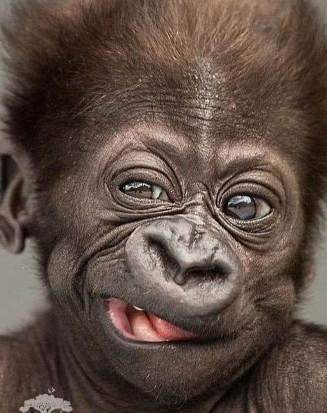 Reflection Sketch, Ugly Monkey, Regard Animal, Monkey World, Gorillas Art, Cute Wildlife, Ape Monkey, Baby Monkeys, Monkey Pictures