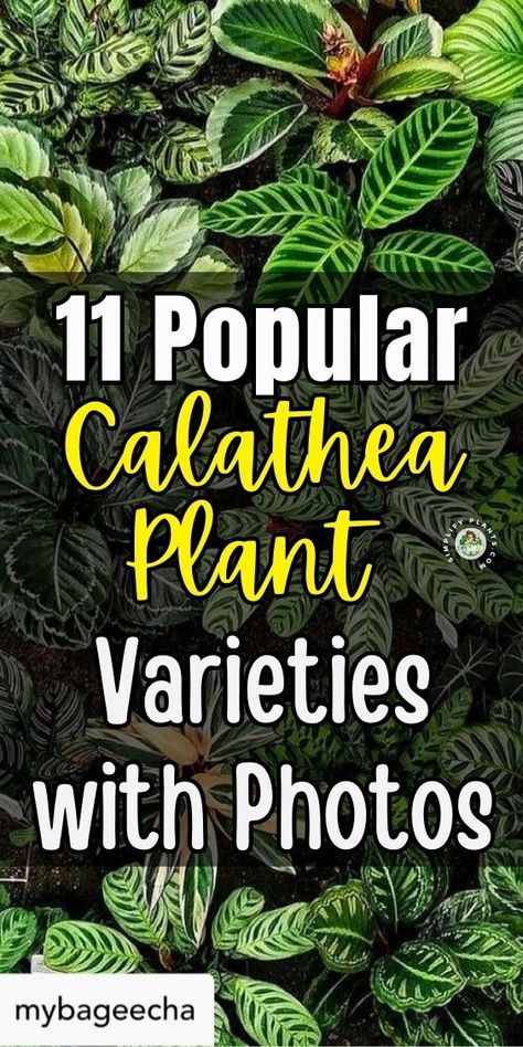 "Discover the 11 most popular types of Calathea plants with stunning pictures in our latest guide on Simplify Plants. Explore the diverse Calathea plant varieties and learn about their unique features and care tips. From vibrant leaf patterns to varying sizes, this comprehensive list of Calathea types will help you choose the perfect addition to your indoor garden. Dive into the world of Calathea varieties and elevate your plant collection today!" Maranta Plant Varieties, Calathea Plant Varieties, Calathea Types, Calathea Plant Care, Calathea Varieties, Calathea Orbifolia, Peacock Plant, Plant Decor Ideas, Calathea Plant