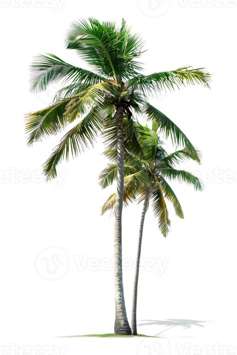 Twin coconut palm tree, isolated against a transparent background Palm Tree Printable, Palm Tree Png, Coconut Palm Tree, Graphic Design Assets, Coconut Palm, Tree Saw, Wedding People, Heart Tree, Cityscape Photos