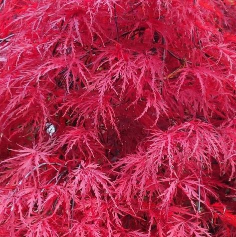 Acer palmatum var. dissectum 'Garnet' (AGM) 20L - Coolings Garden Centre Acer Dissectum, Acer Japonicum Aconitifolium, Acer Palmatum Orange Dream, Acer Trees, Round Gazebo, Acer Palmatum Dissectum, Acer Brilliantissimum, Best Plants For Shade, Courtyard Plants