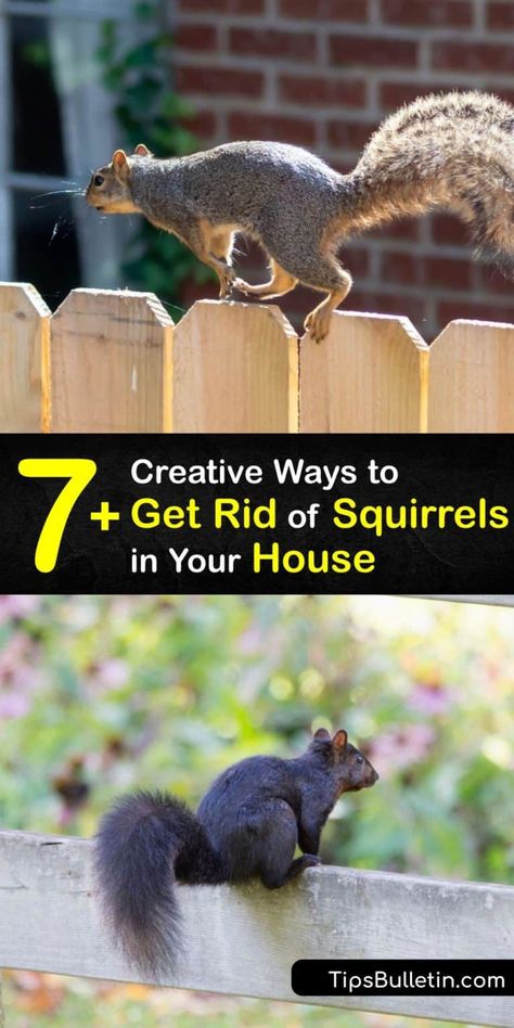 Squirrel Repellent Spray, Squirrel Trap Diy, Squirrel Trap, Get Rid Of Chipmunks, Raccoon Repellent, Squirrel Repellant, Squirrel Repellent, Get Rid Of Squirrels, Roof Eaves