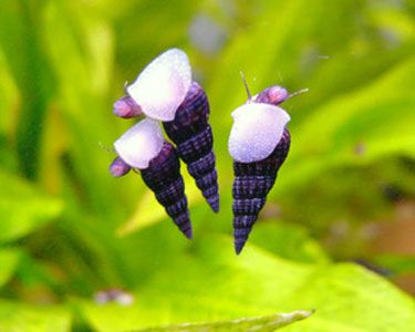 Malaysian Trumpet Snails Snail Aquarium, Freshwater Invertebrates, Bettafish Aquarium, Aquarium Snails, Indoor Water Garden, Aquarium Setup, Live Aquarium, Australia Sydney, Incredible Creatures