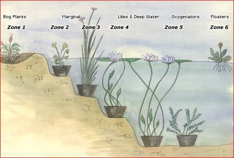 Ideal Planting Zones - The Pond Blog Permaculture Pond, Pond Planting, Planting Zones, Wildlife Pond, Bog Plants, Garden Ponds, Goldfish Pond, Water Gardens Pond, Natural Swimming Ponds