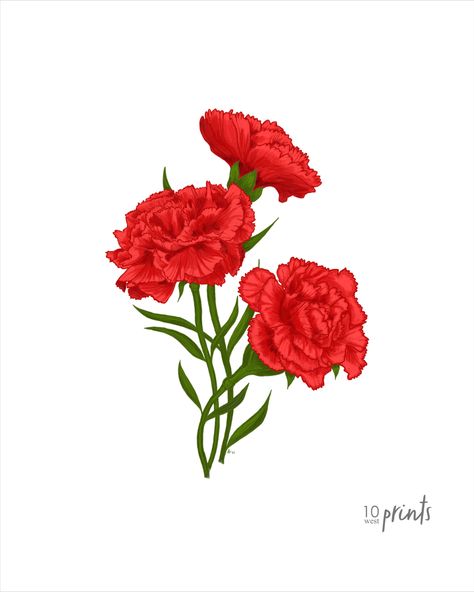 Three scarlet carnations, the Ohio state flower. Digital download. Carnation Flower Simple Drawing, Drawing Of Carnation Flower, White Carnation Drawing, Red Carnation Flower Drawing, Ohio State Flower, Carnation Illustration, Red Carnation Painting, تزيين دفاتر, Plants Drawing