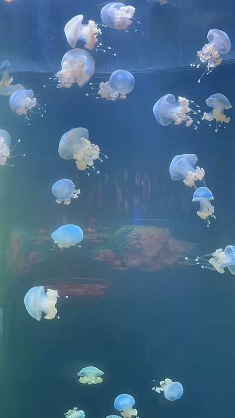 Under Water Wallpaper, Icons Home Screen, Jellyfish Wallpaper, Underwater Background, Wallpaper Layar Kunci, Shark Pictures, Free Wallpaper Backgrounds, Random Wallpaper, Ios Layout