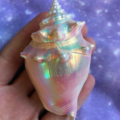 Seashells Photography, Fall Nail Polish, Ocean Treasures, Mermaid Aesthetic, She Sells Seashells, Seashell Art, Seashell Crafts, Kawaii Shop, Conch Shell