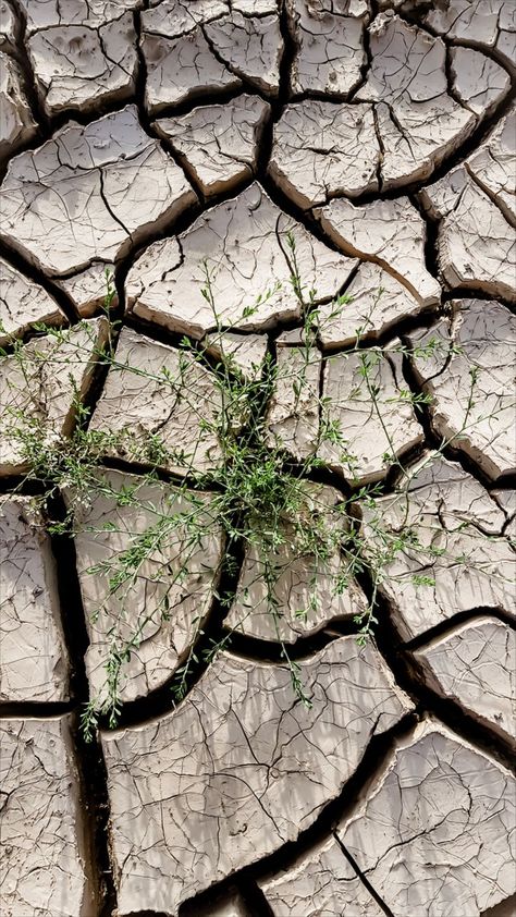 dried lake, a plant in the cracks photography cracked earth, lake images, high quality, hd when the earth dries up after a heavy rain. this photo is taken in the city of Quetta in Baluchistan, Pakistan. Quetta after rain Cracks Photography, Shadow Forest, Lake Images, Dry Earth, Cracked Earth, Nature Texture, After Rain, Water Resources, Heavy Rain