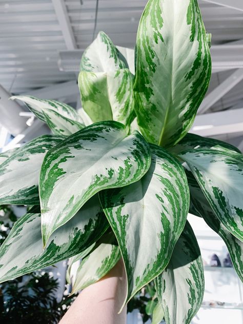 Aglaonema Silver Bay (Chinese Evergreen) | Botaniful Silver Bay Plant, Aglaonema Commutatum, Aglaonema Varieties, Silver Bay, Winter Green, Chinese Evergreen, Leaf Coloring, Grow Lights, Green Plants