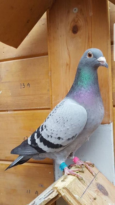 Racing Pigeon Lofts, Pet Pigeon, Homing Pigeons, Pigeon Loft, Pigeon Breeds, Dove Pigeon, Beautiful Summer Wallpaper, Racing Pigeons, Flower Wrist Tattoos