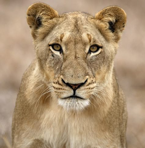 imagine taking this amazing photo!!! Lioness Images, Lioness And Cubs, Lioness Tattoo, Tattoo Lion, Female Lion, Lion Photography, Lion And Lioness, Lion Love, Lion King Art