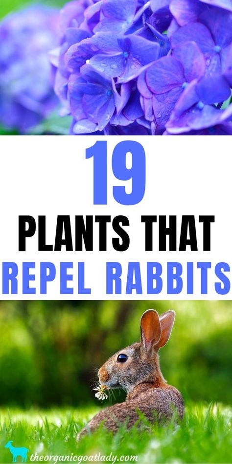 Rabbit Deterrent, Rabbit Repellent, Rabbit Resistant Plants, Pest Repellent, Barn Hacks, Asclepias Tuberosa, Gardening Diy, Garden Pest Control, Vegetable Gardens