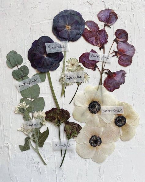 Dried Flowers Pressed, Pressed Flower Aesthetic, Dehydrated Flowers, Florals Aesthetic, Dried Flowers Aesthetic, Framed Florals, Dried Flower Decor, Pressed Florals, Flower Pressing