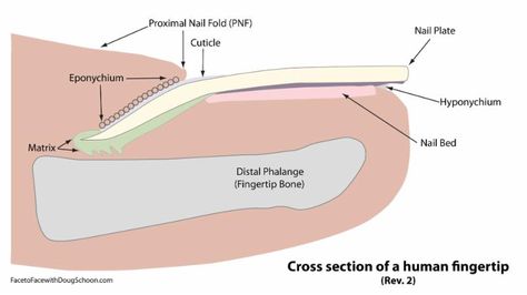 Fiber Glass Nails, Home Nail Designs, Anatomy Terminology, Nail Tech Salon, Cosmetology Instructor, Nail Structure, Healthy Natural Nails, Nail Anatomy, Nail Salon At Home