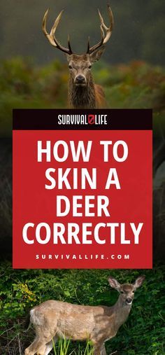 How To Skin A Deer Correctly Deer Butchering, Deer Processing, Hunting Packs, Hunting Guide, Deer Hunting Tips, Deer Hunting Gear, Deer Meat, Hunting Tips, Prepper Survival